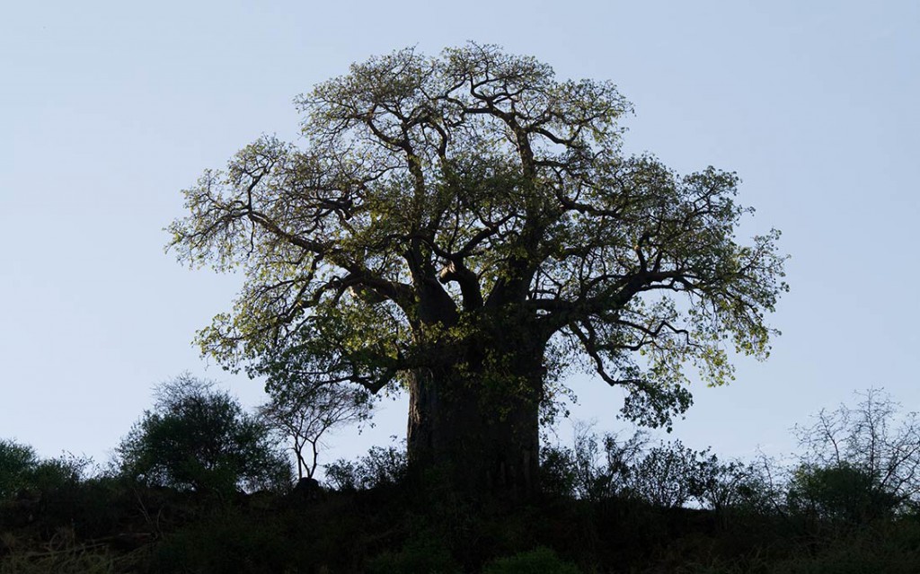 baobab