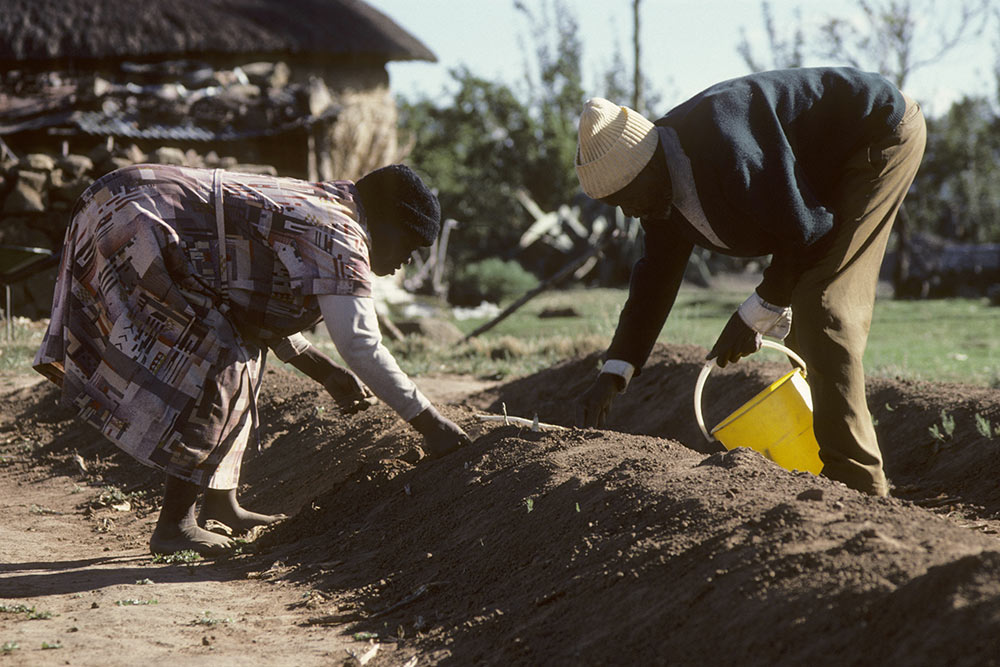 Workers planting asparagus