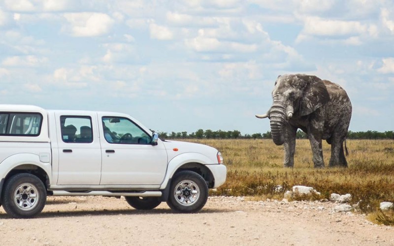 Elephant