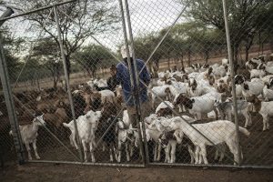 Livestock enclosures