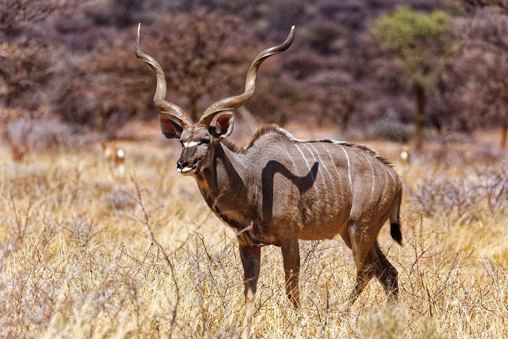 Kudu