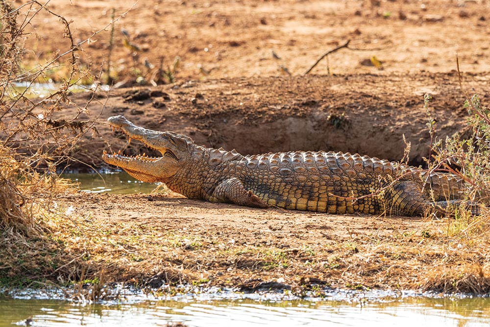 Crocodile