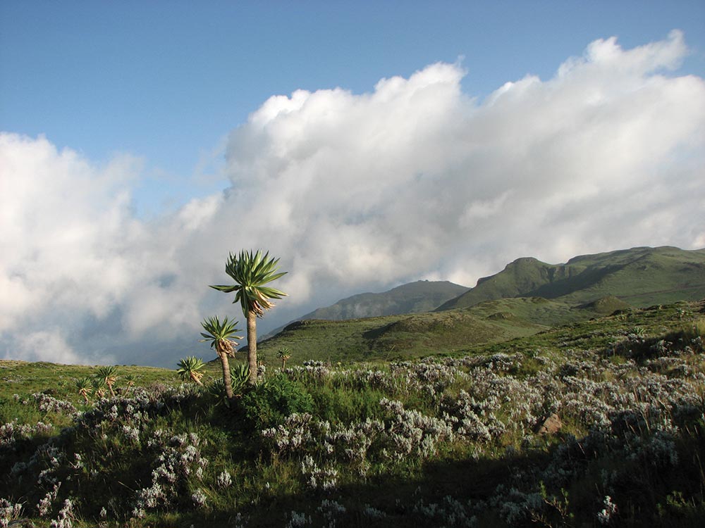 Menz-Guassa Community Conservation Area