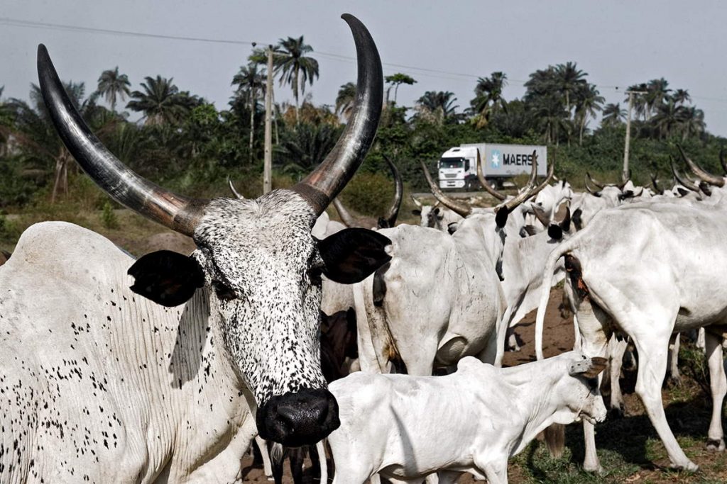 Cow herd Nigeria