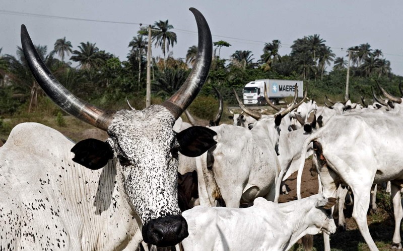 Cow herd Nigeria
